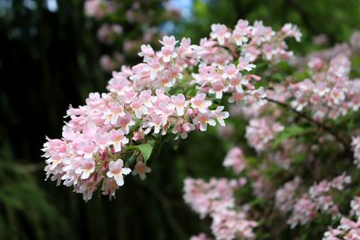 Kolkwitzia amabilis - kolkwitzie krásná - květenství